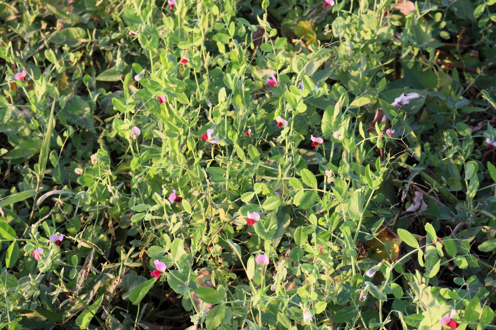 50 AUSTRIAN WINTER PEA Caley Flower Pisum Sativum Ground Cover Crop Legume Seeds
