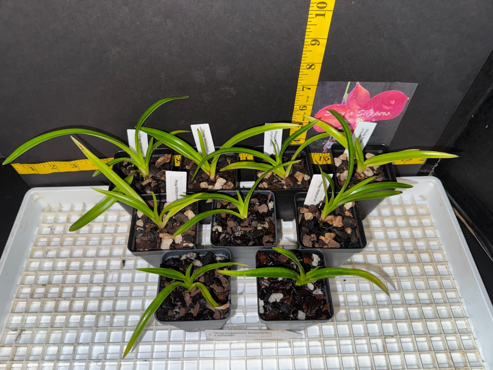 Phragmipedium Nitidissimum