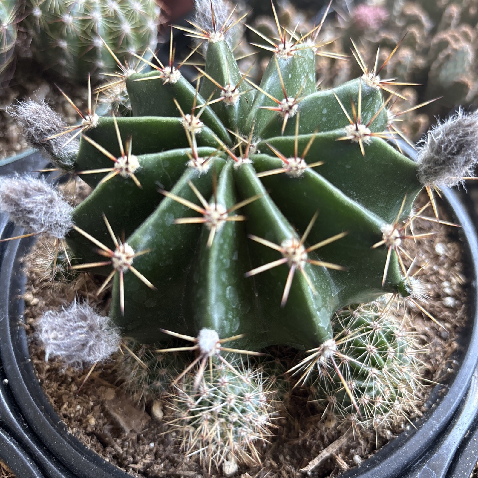 Echinobivia ‘Rainbow Bursts’ Hybrid, Comes in a 6 ” Pot