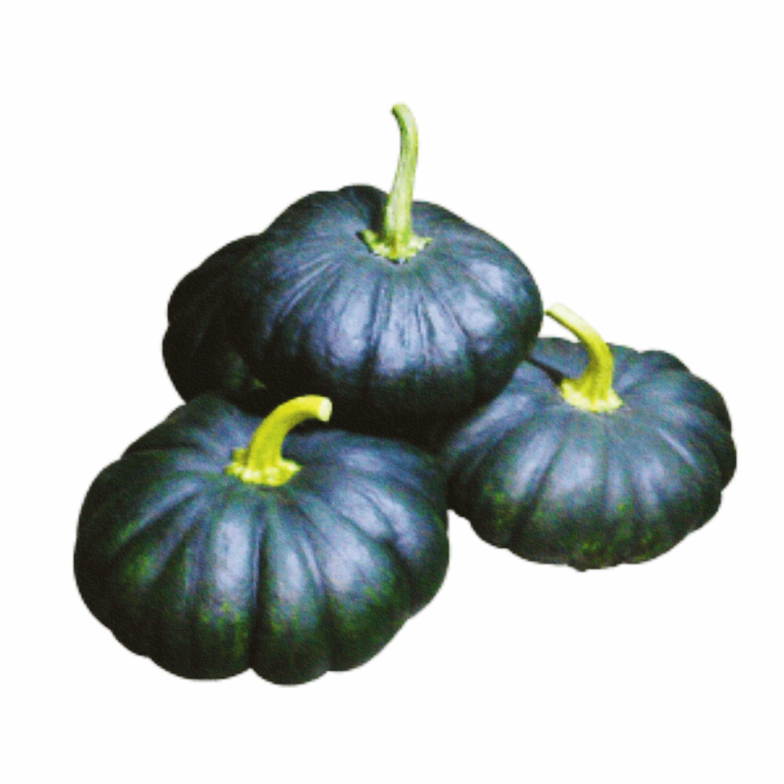 Sweet Pumpkin Maxima Black F-1 HYV Bangladeshi Sweet Kali Kumra 8 Seeds