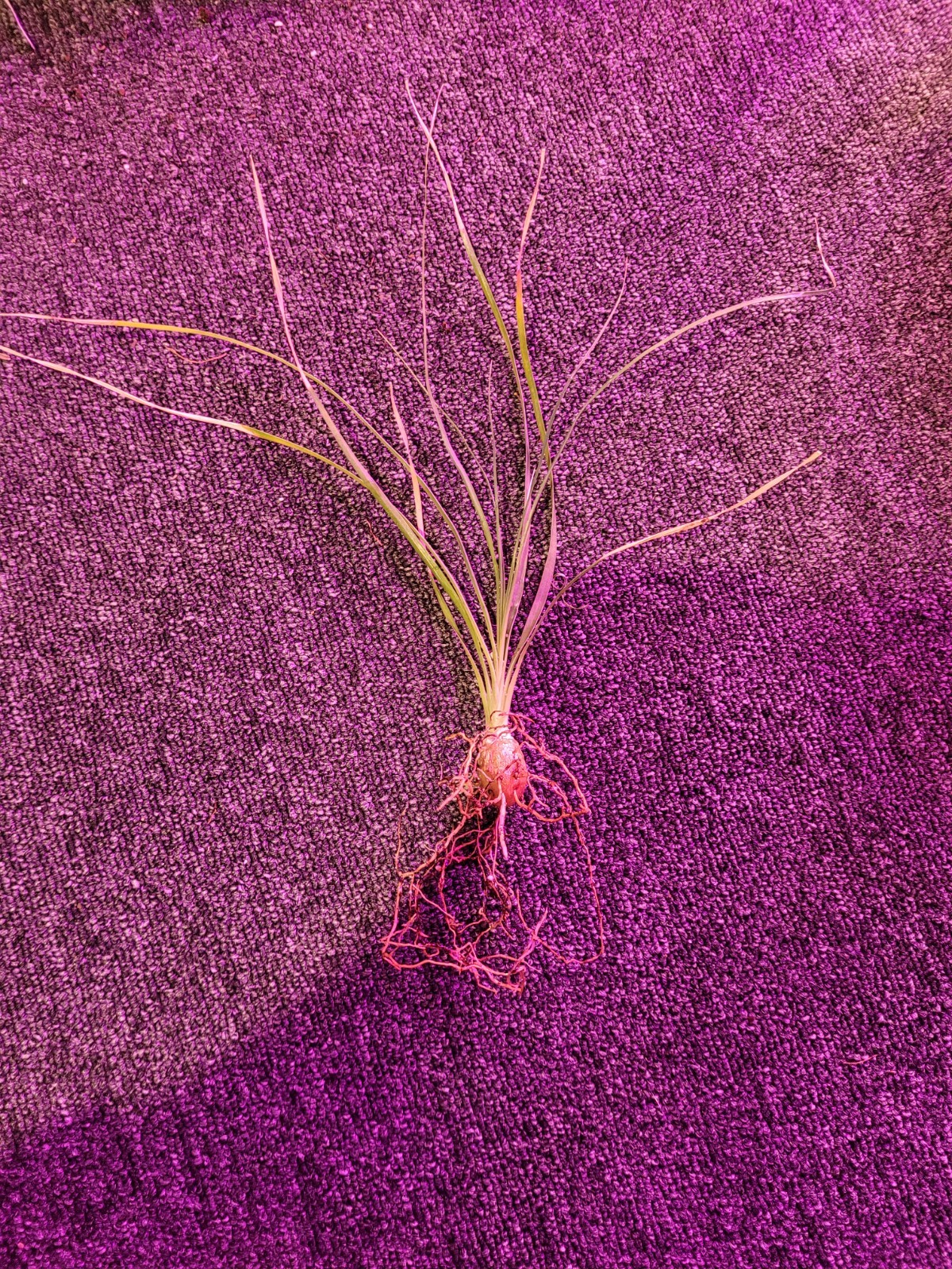 Ponytail Palm Beaucarnea Recurvata 1 Seedling Exotic Houseplant