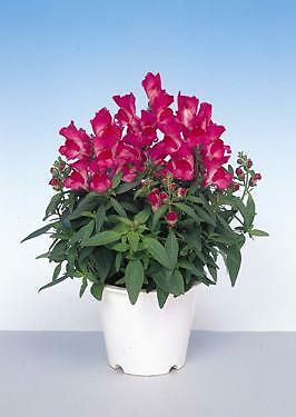 Snapdragon Floral Showers Fuchsia 1,000 seeds