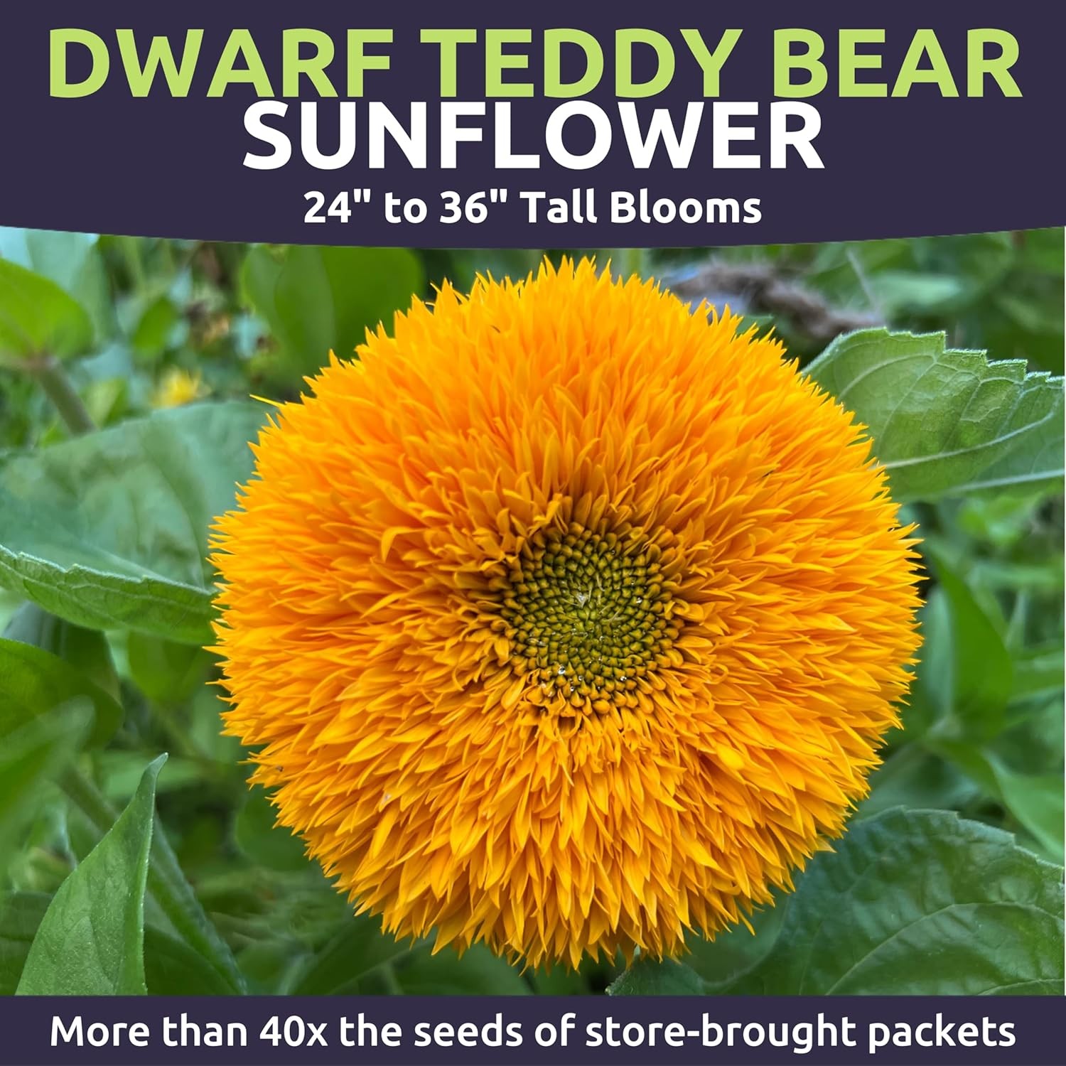 Dwarf Teddy Bear (Sungold) Sunflower – Bulk 1/4 Pound Bag (5,000 Seeds)