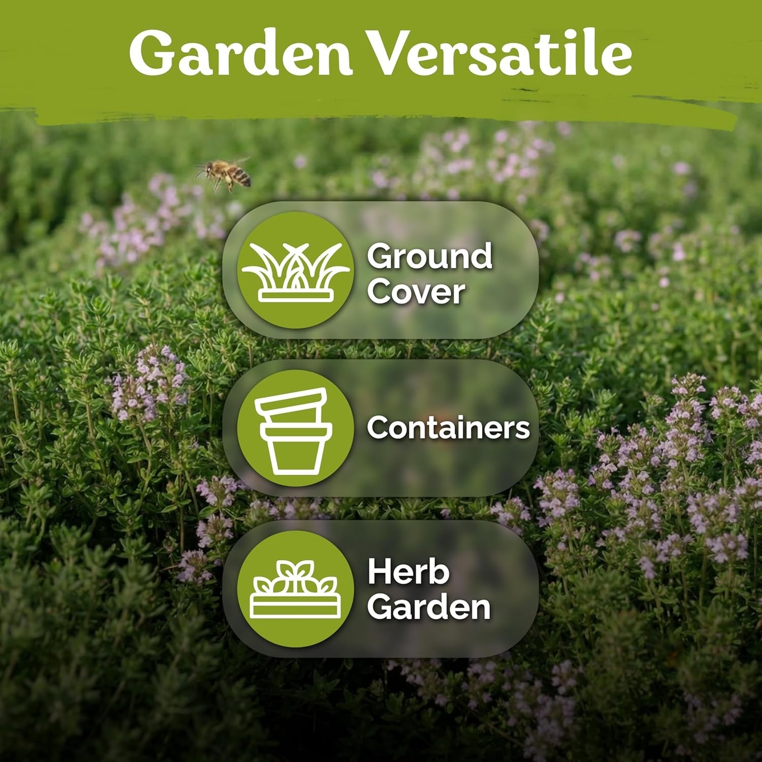 500 Lemon Thyme Seeds – Aromatic Herb Ground Cover Seeds