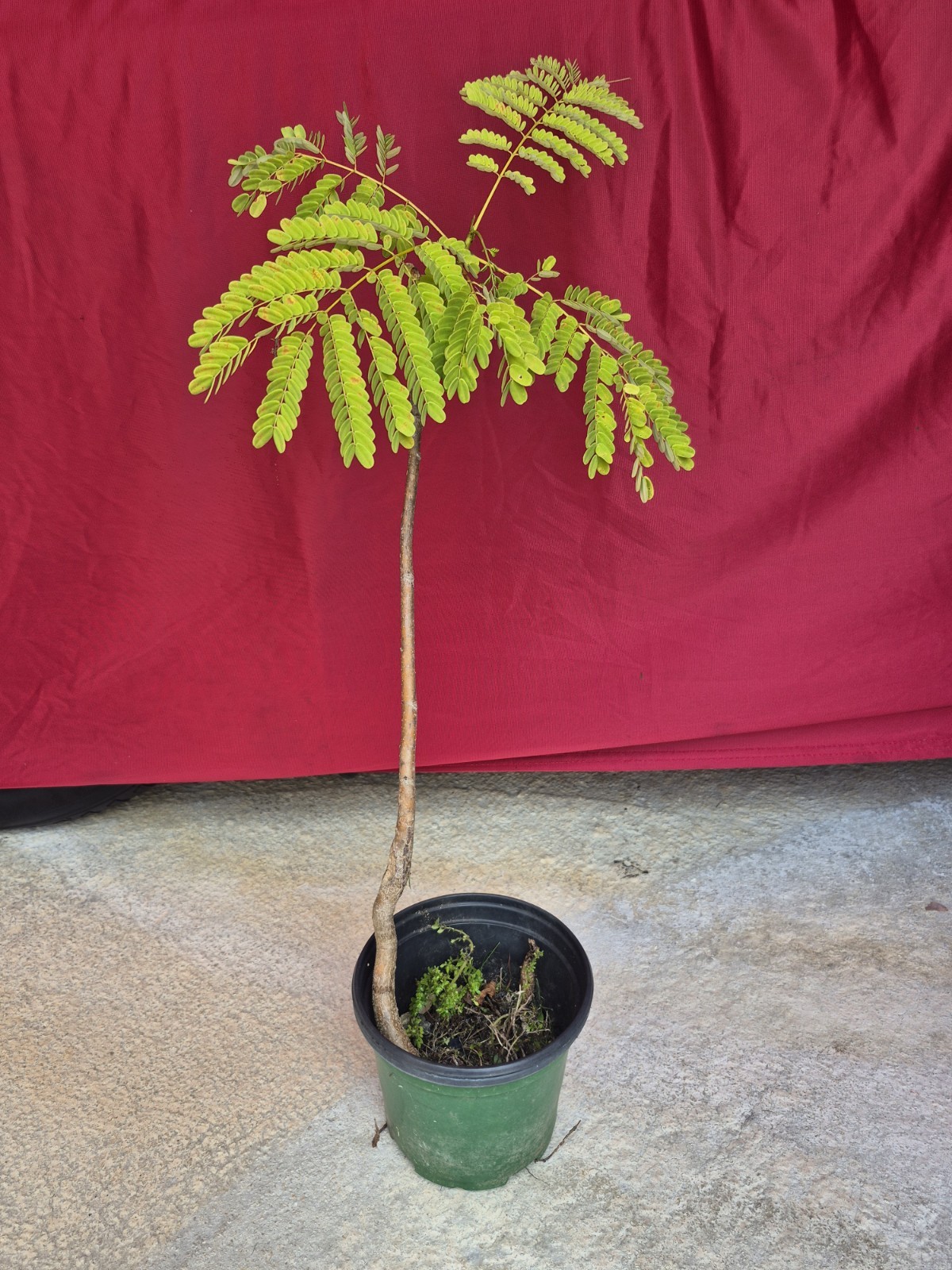 Puerto Rico Red Flamboyan Delonix Regia Royal Poinciana Healthy Live Plant 🇵🇷