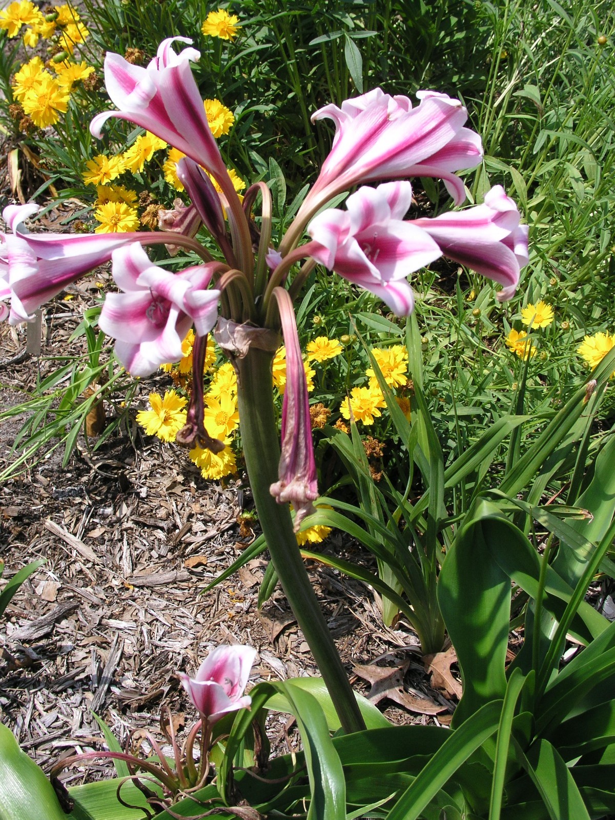 Crinum Lily, Candy Twist, medium-size bulb NEW