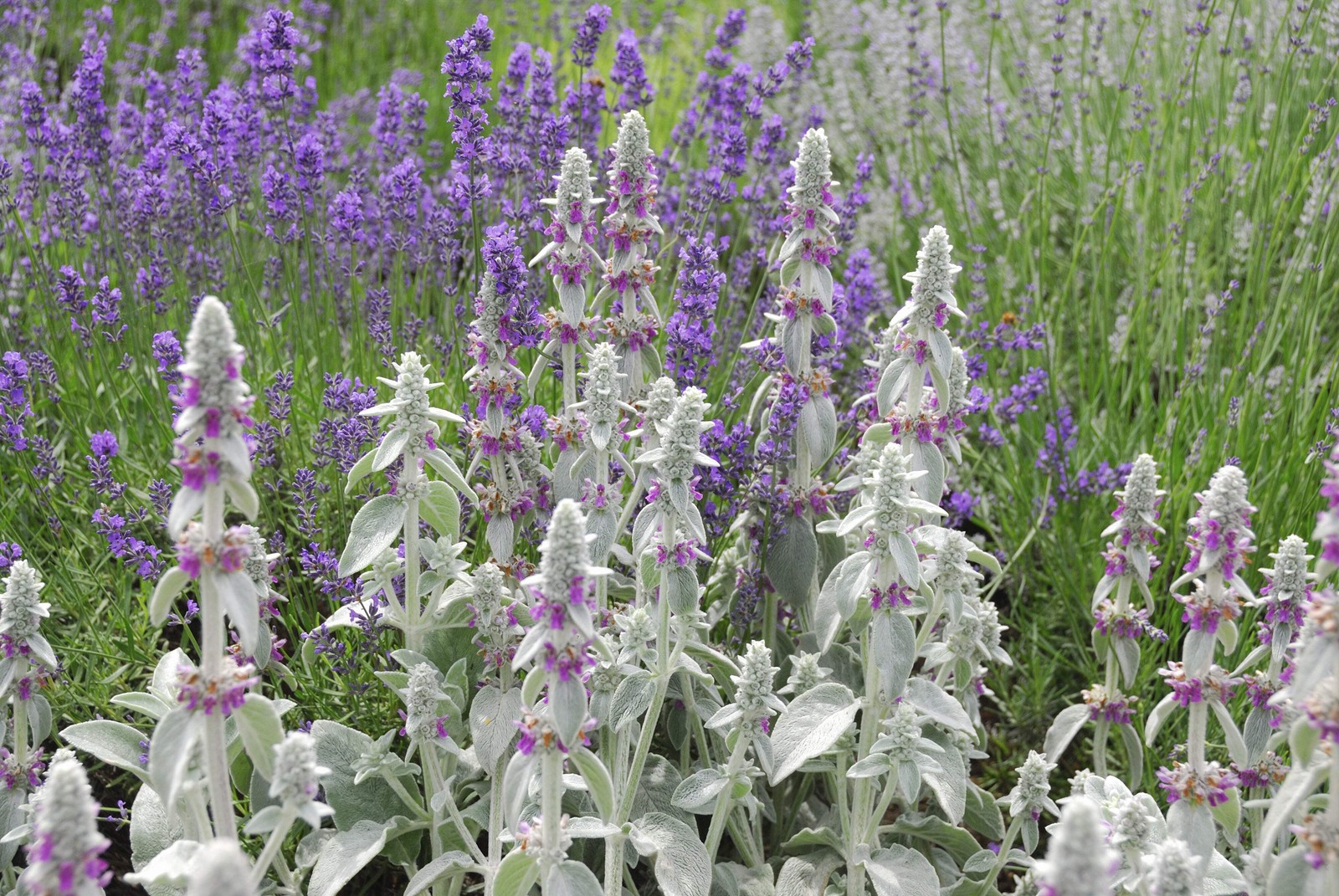 100 Wolly LAMBS EAR Stachys Byzantina Silvery Fuzzy Leaves Purple Flower Seeds
