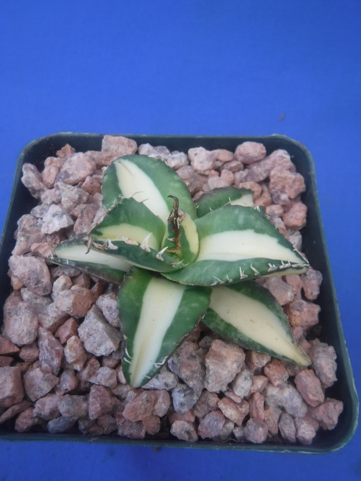 Agave titanota “Sabertooth Tiger” Cousin of “Snaggle Tooth” VARIEGATED 2″-3″ Wd