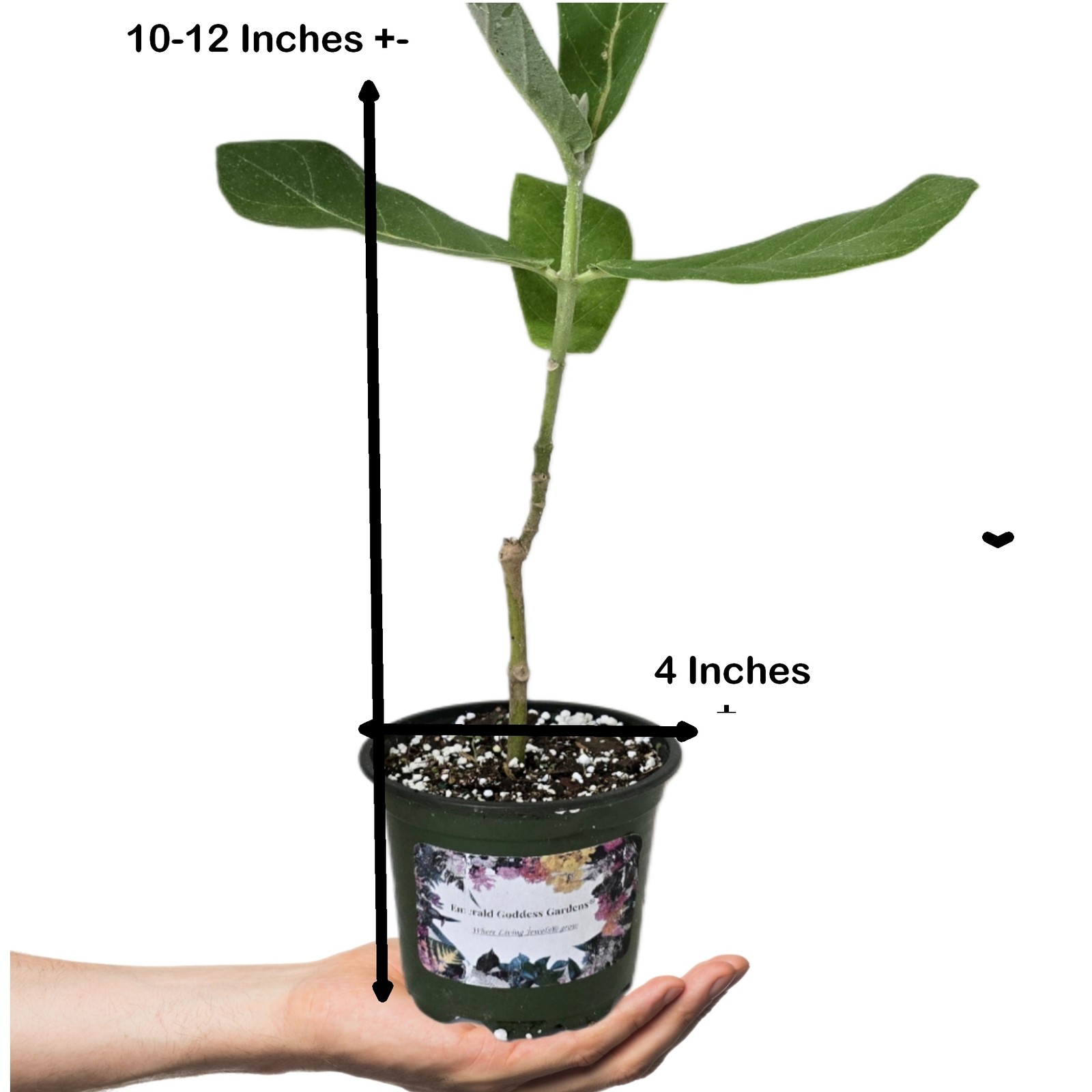Calotropis Gigantea Giant Milkweed Tree Plant Butterfly Garden Purple Flower