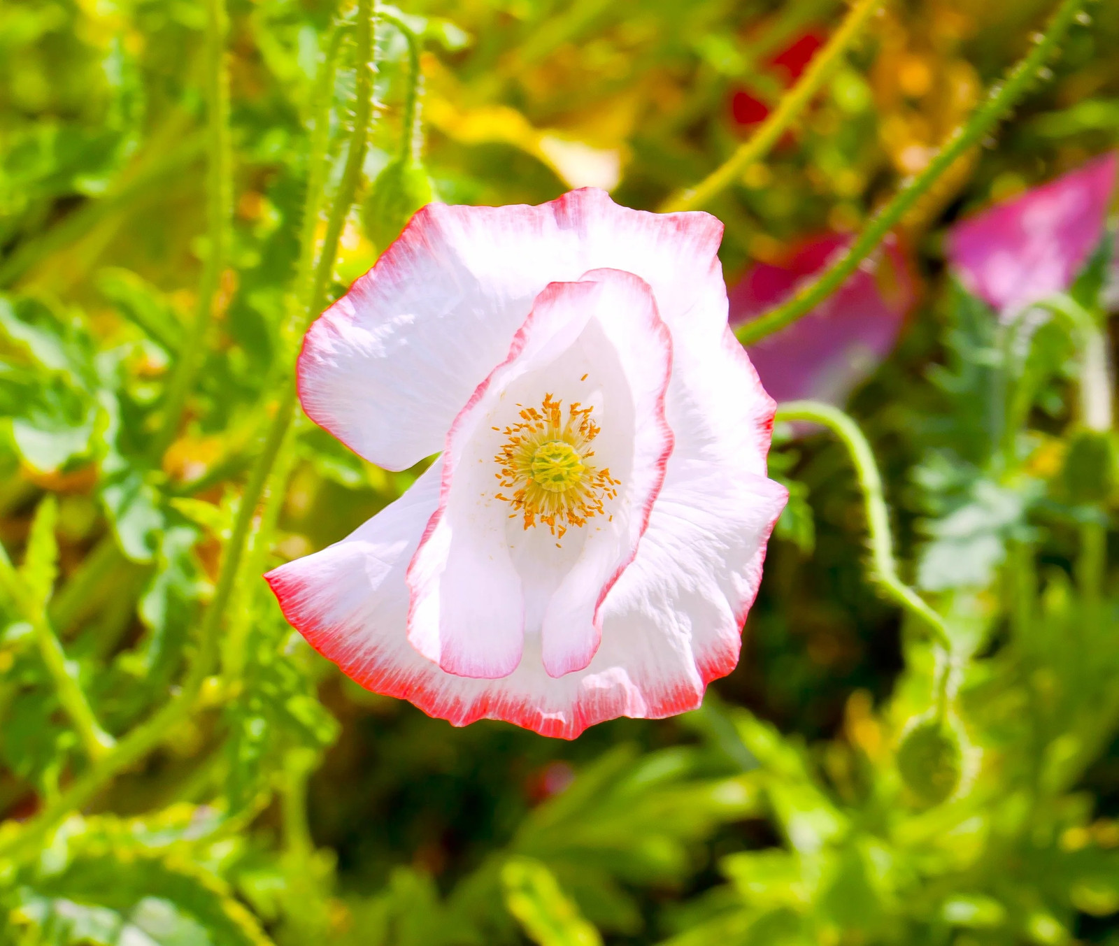 Single Mix Shirley Poppy Seeds | P.Rhoeas Pink Red Poppies Wild Flower Seed 2025