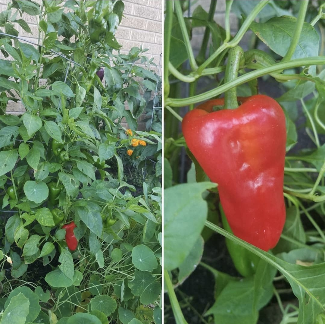 Leutschauer Paprika Pepper Seeds 10 Organic Seeds *Free Shipping*