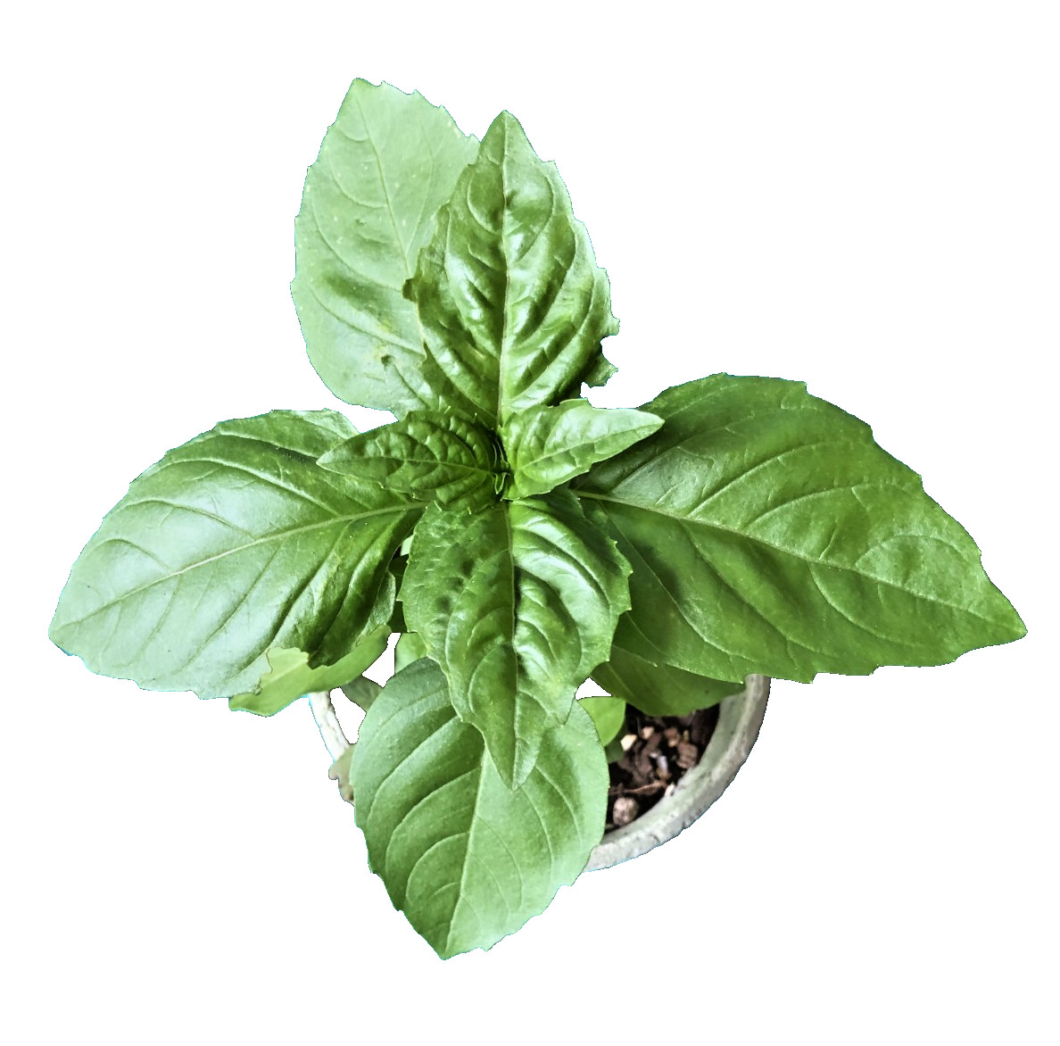 Live Fresh Basil Herb Plant – Free Shipping!