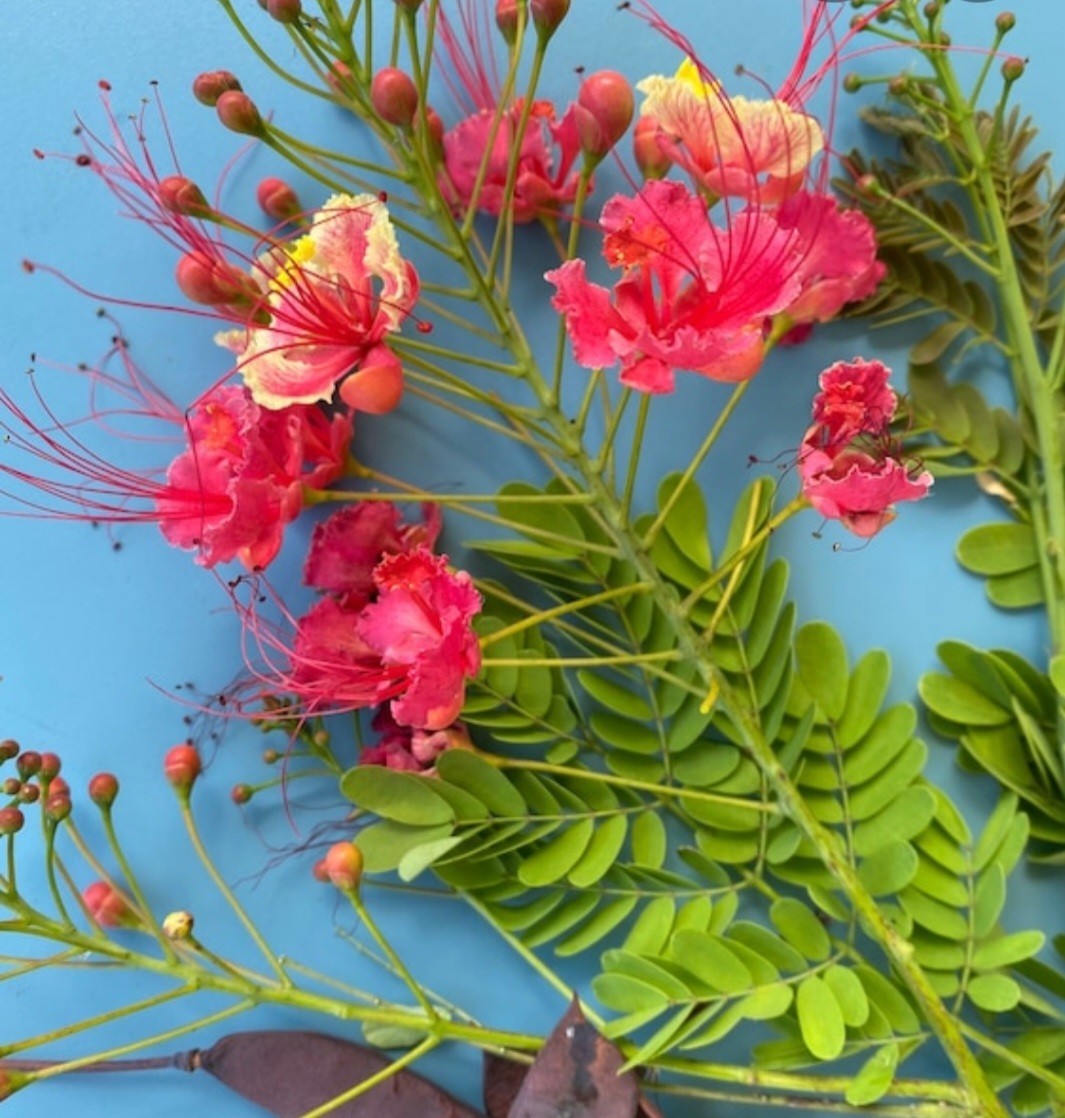 10 seeds Pink Caesalpinia Pulcherrima PRIDE OF BARBADOS Dwarf Poinciana
