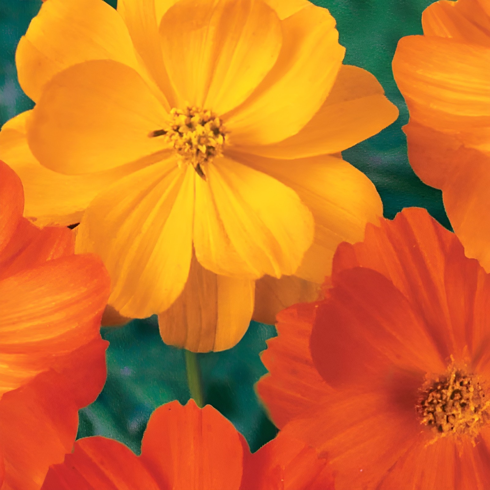 250 Bright Lights Cosmos Seeds – Heirloom Wildflower – Fast Blooming Mix