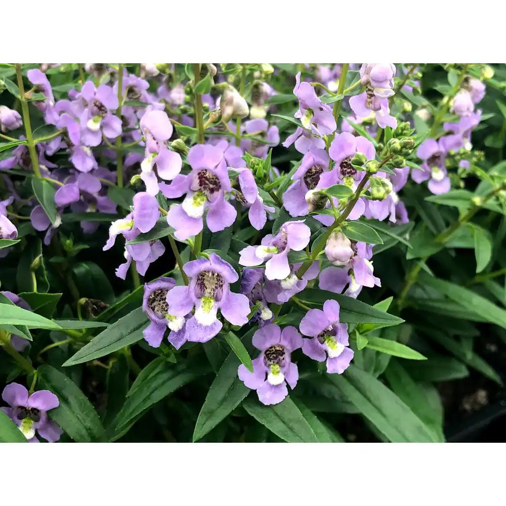 1.38-Pint Angelonia Blue Flower in 4.5 In. Grower’S Pot (4-Pack)