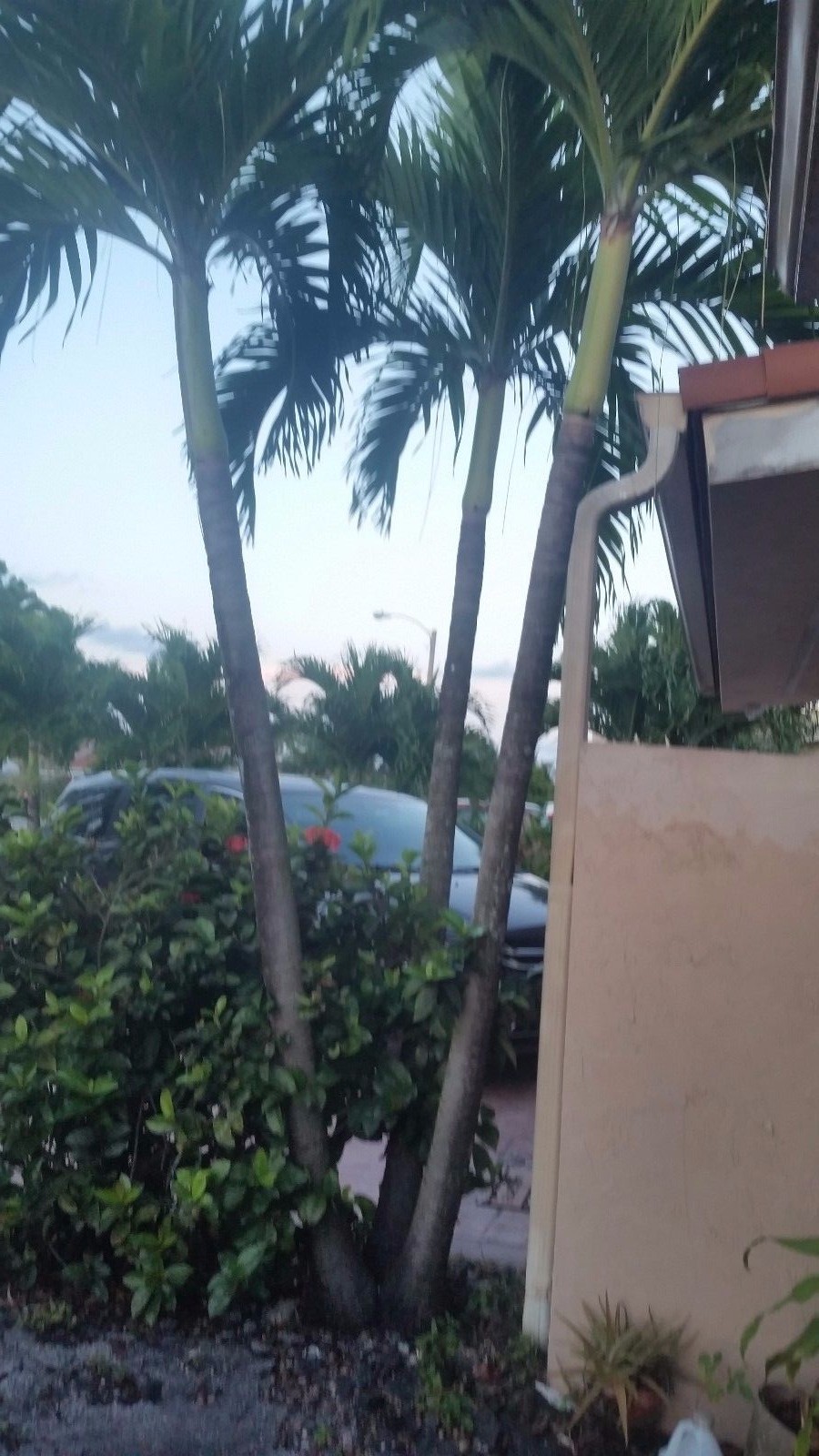 triple adonidia merrelli Palm Tree 24 inch tall 2 years old.