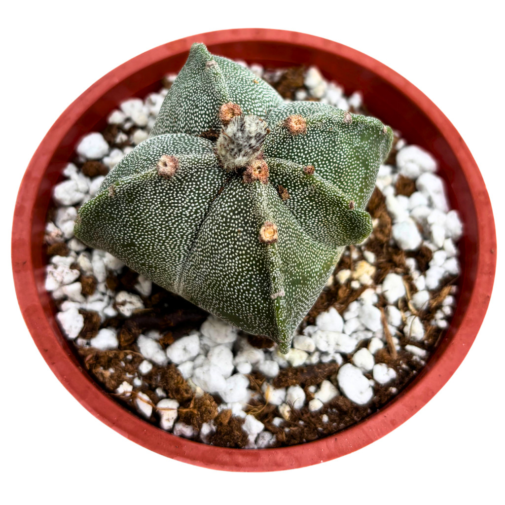 Astrophytum myriostigma – Bishop’s Cap Cactus Rare Live Plant (4″ Pot)