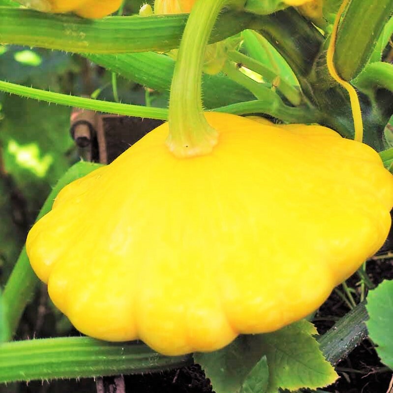 Sunburst Yellow Patty Pan Seeds | Hybrid F1 Bush Scallop Custard Squash New 2024