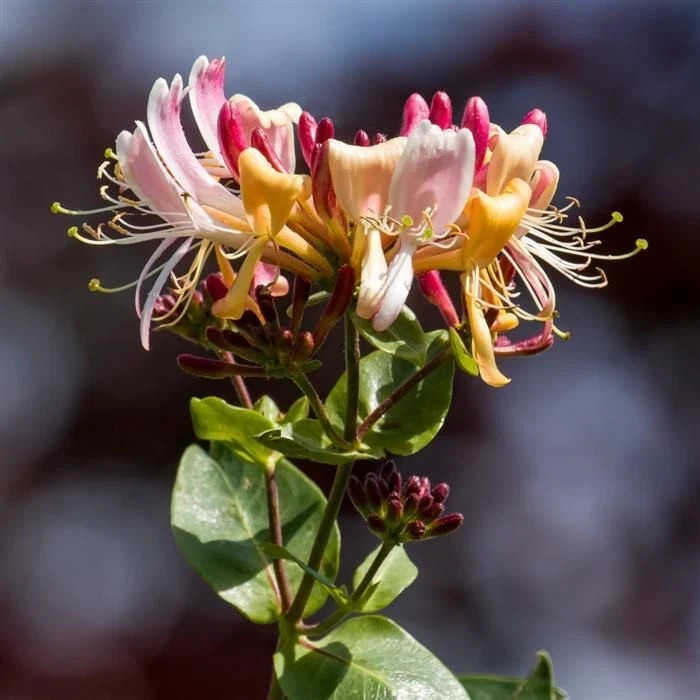~~PEACHES & CREAM~~Lonicera periclymenum Honeysuckle Vine~Rooted Starter Plant ~