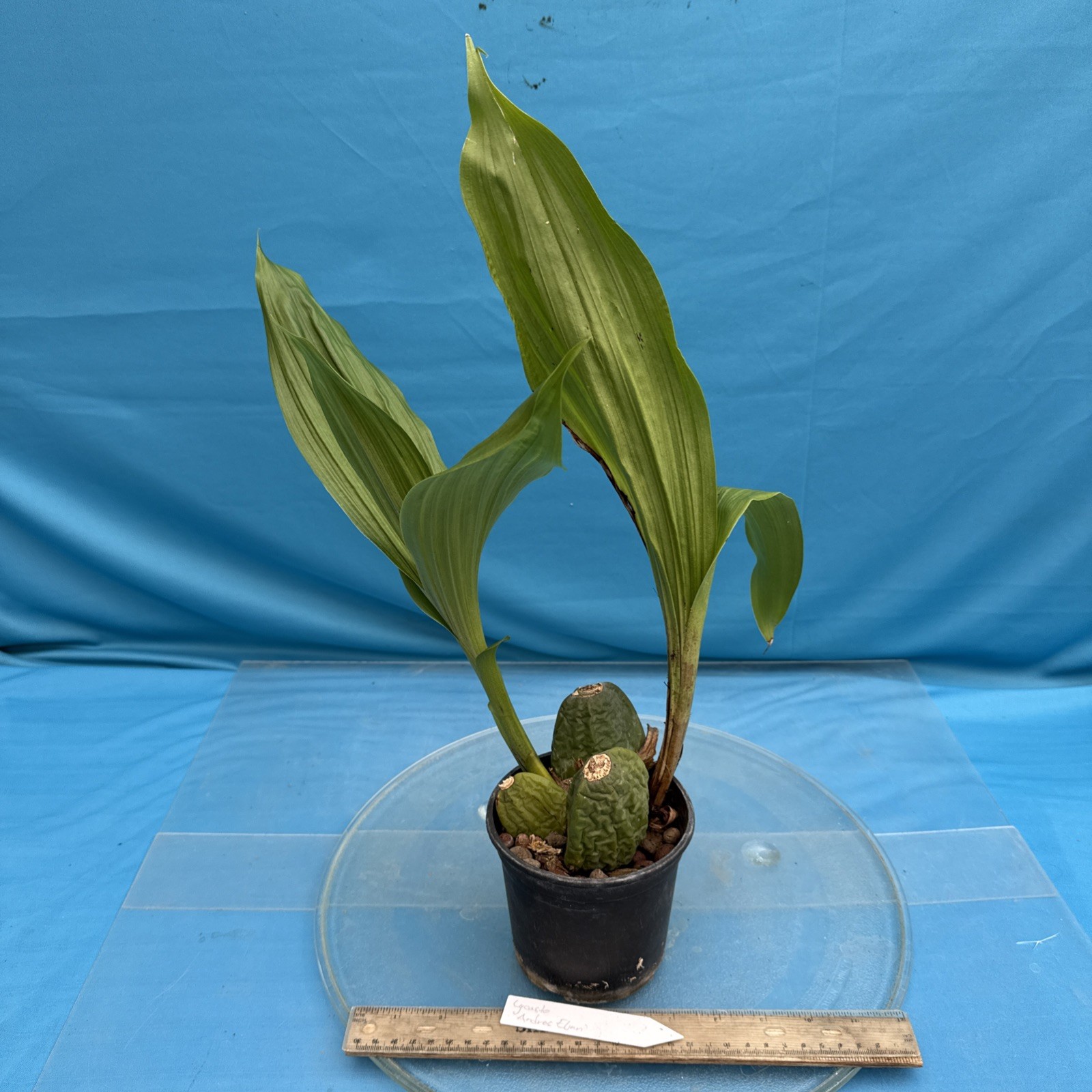 Lycaste Andres Eljuri EXACT Maroon Red White BS Orchid Hybrid 4.5” Fresh RePot