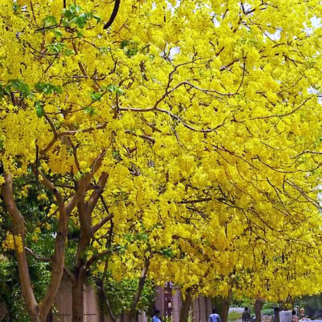GOLDEN SHOWER TREE SEEDS (Cassia fistula) Weeping Gold Rush Yellow Flowers Fast