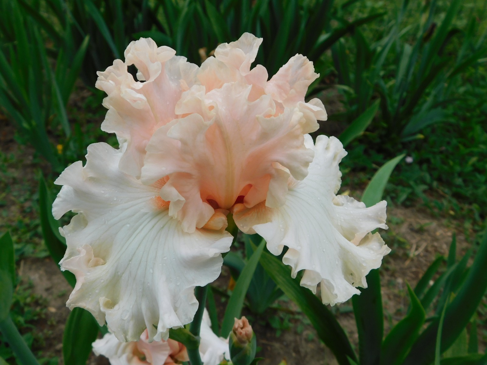 Tall Bearded Iris MAGICAL LOT A Freshly Dug