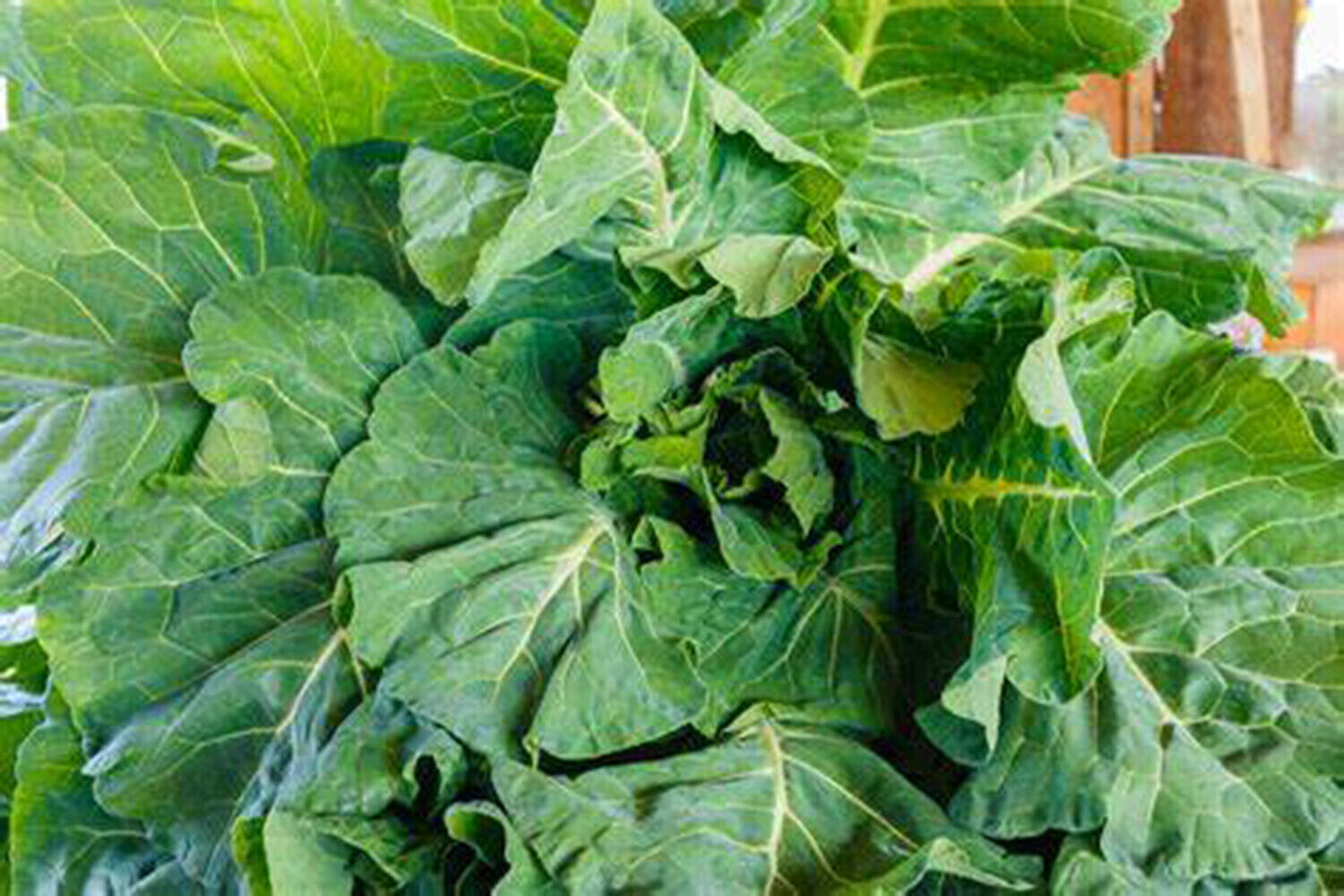 SCARBOROUGH SEEDS 500 COLLARD GREENS SEEDS, GEORGIA SOUTHERN, HEIRLOOM