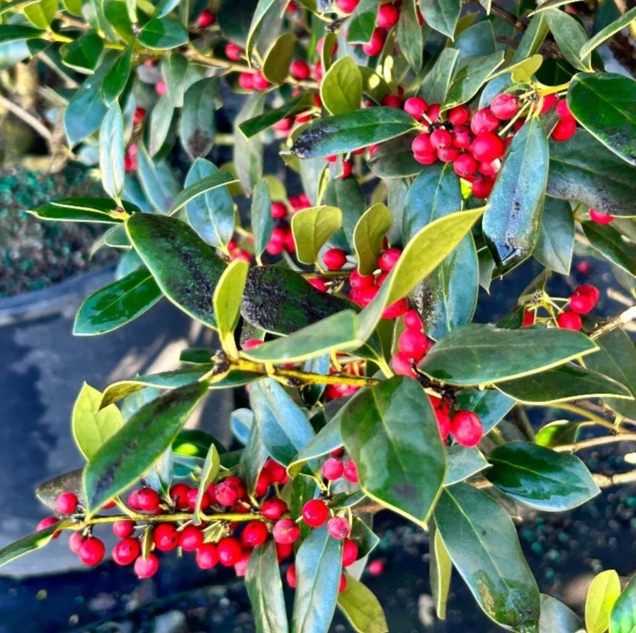Set 2 Needlepoint Holly Evergreen Shrub Plants – 6″ Tall – 3″ Pot – Ilex Cornuta