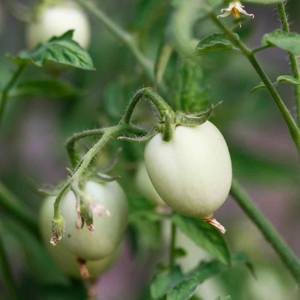 White Egg Eggplant Seeds 50+ Vegetable Solanum Melongena NON-GMO USA FREE S&H