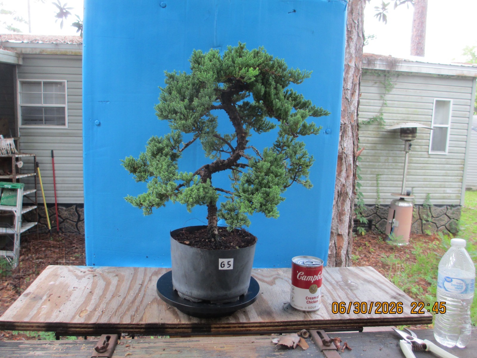 SPECIMEN BONSAI TREE JUNIPER PROCUMBENS NANA/G5
