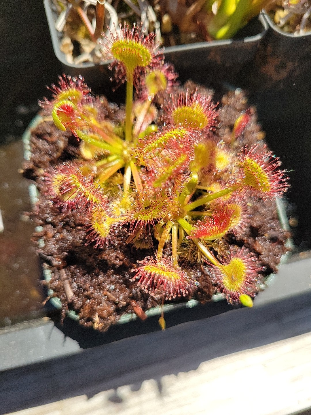 Drosera Rotundifolia ‘Rockingham County NH’ round leafed sundew potted