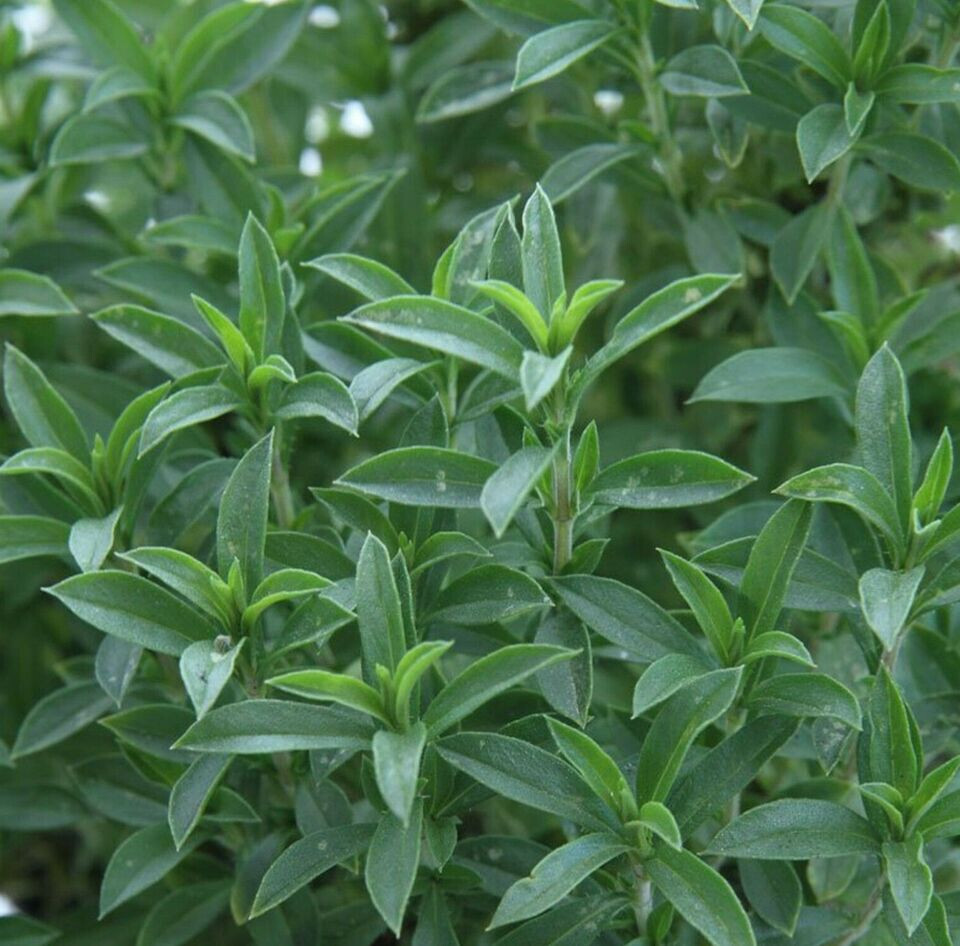 500+ SUMMER SAVORY SEEDS FRESH FRESH HARVEST FOR 2024 GARDENS