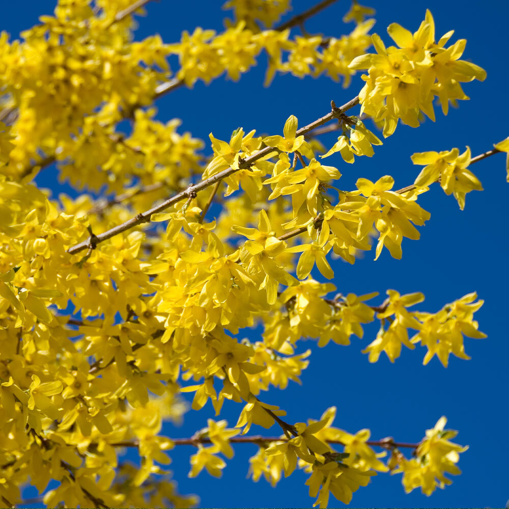 Lynwood Gold Forsythia Shrub Plant Live Flowering Fast Growing 3 Gal Pot 10 Pack