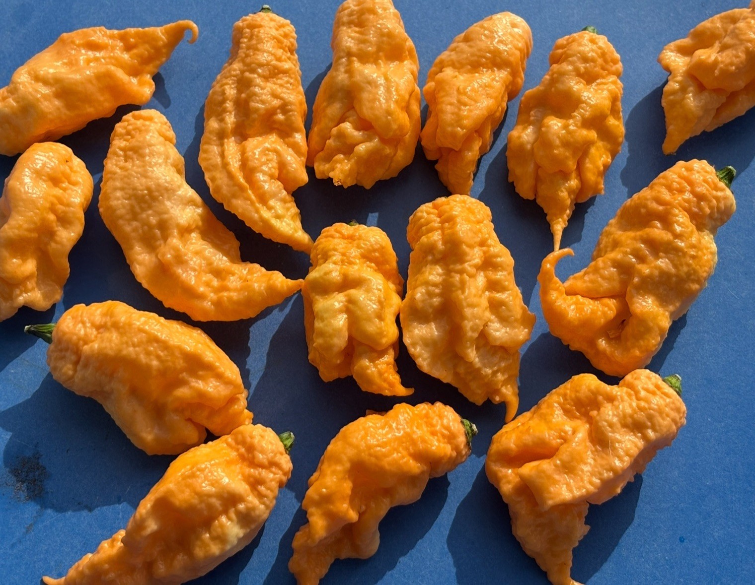 Lot of 3 (75+ DAYS OLD) JAYS PEACH GHOST SCORPION Super Hot Pepper LIVE PLANTS