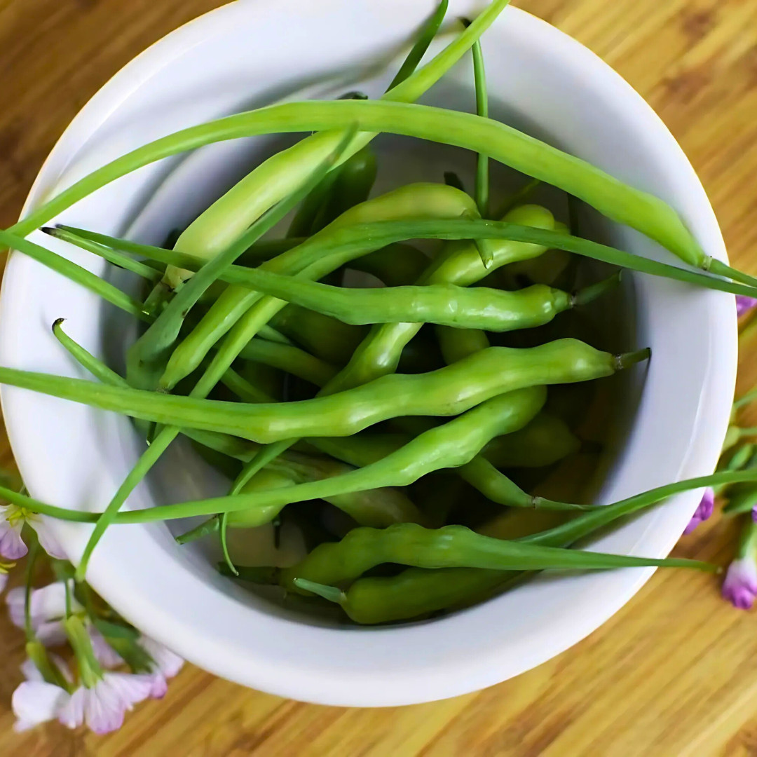 Fresh Rat Tail Radish Seeds | Radish | Heirloom Non-GMO | Asian Vegetables