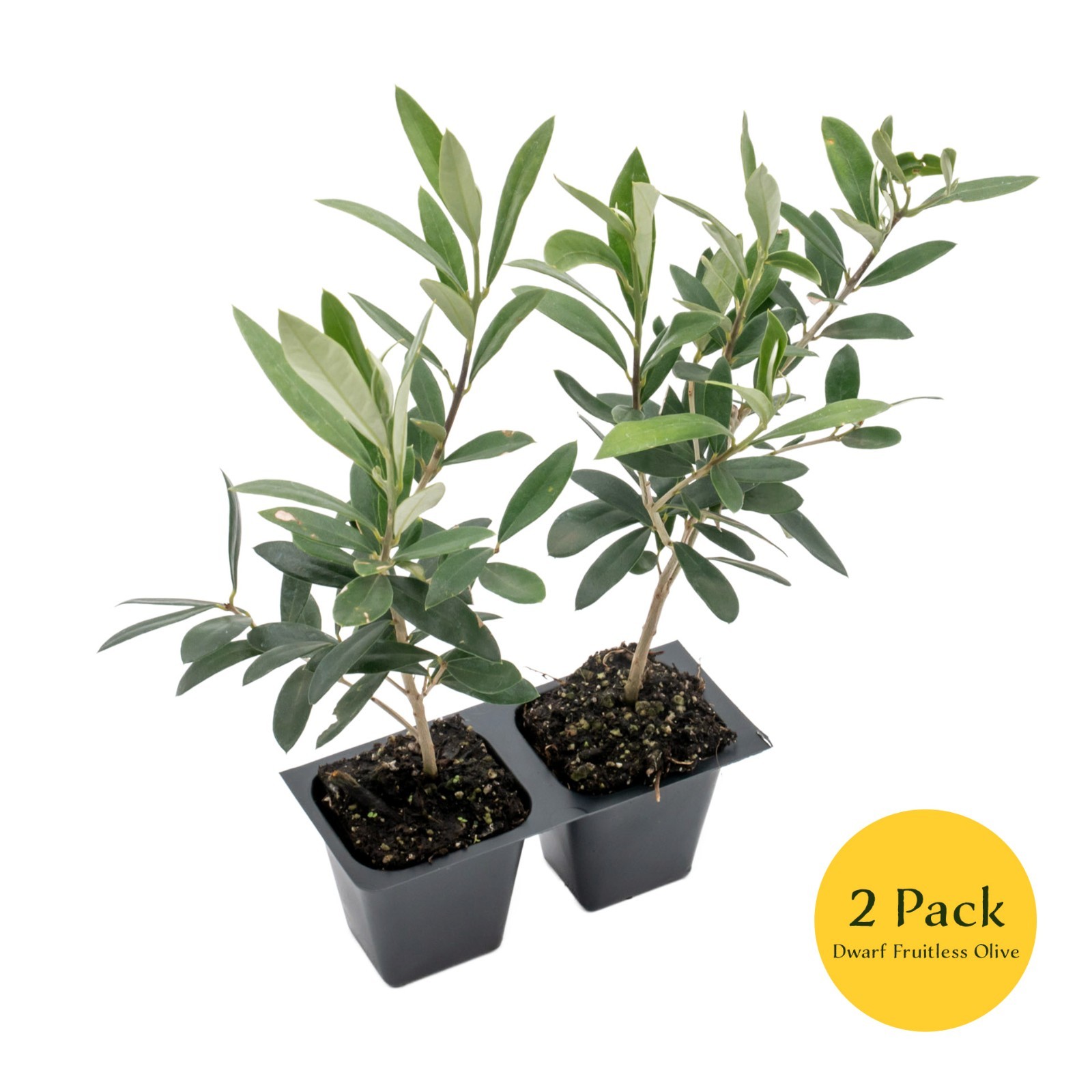 Dwarf Fruitless Olive Tree, 2.5-inch Nursery Cubes, Olea europaea ‘Montra’