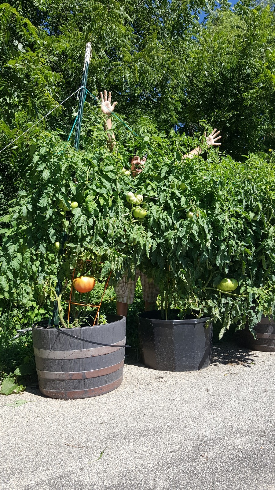 Giant Tomato Seeds X20! Big Zac! Award Winning! Can Produce Tomatoes over 5lbs!!