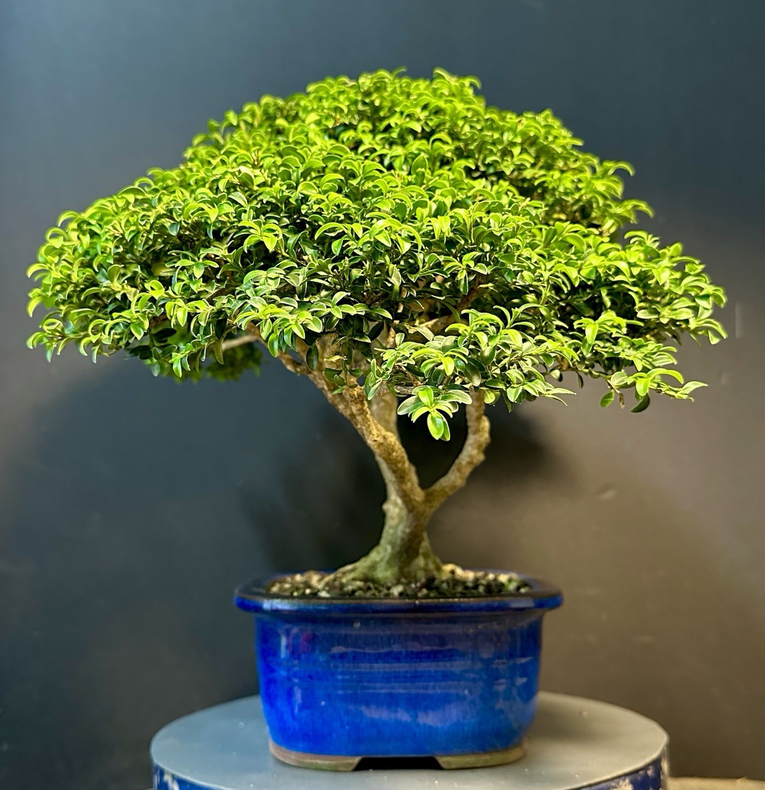 Bonsai Tree Kingsville Boxwood 25-27 Years 12.5” Tall, Korean Blue Glazed Pot
