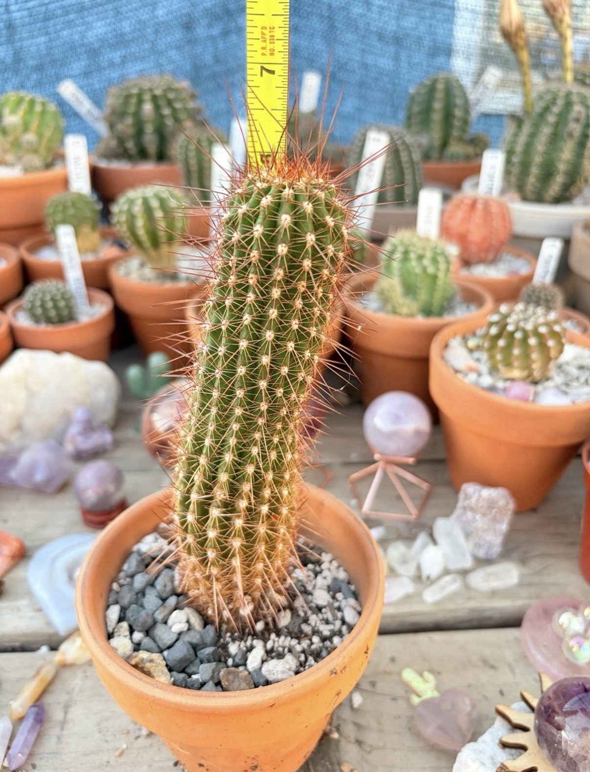 T.Cereus Cactus Noid Hybrid/ Echinopsis/ Columnar Cactus