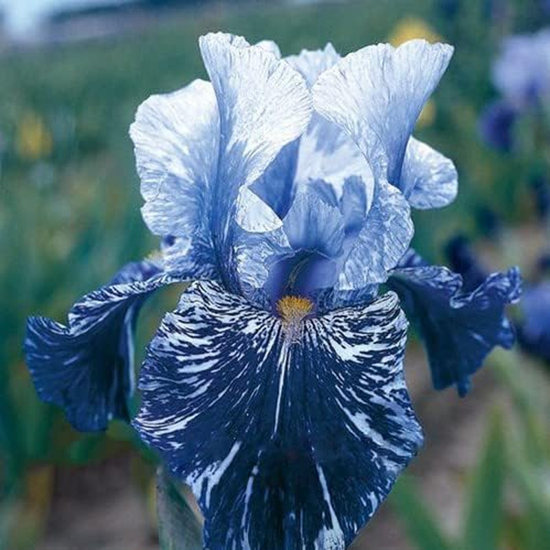 35 Rare Heirloom Iris Seeds – Colorful Mixed Flower Garden Blooms Multi-Variety
