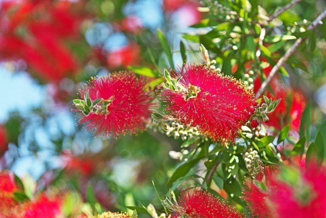 Bottlebrush Red Cluster | 1 Gallon | Callistemon citrinus | Low Maintenance