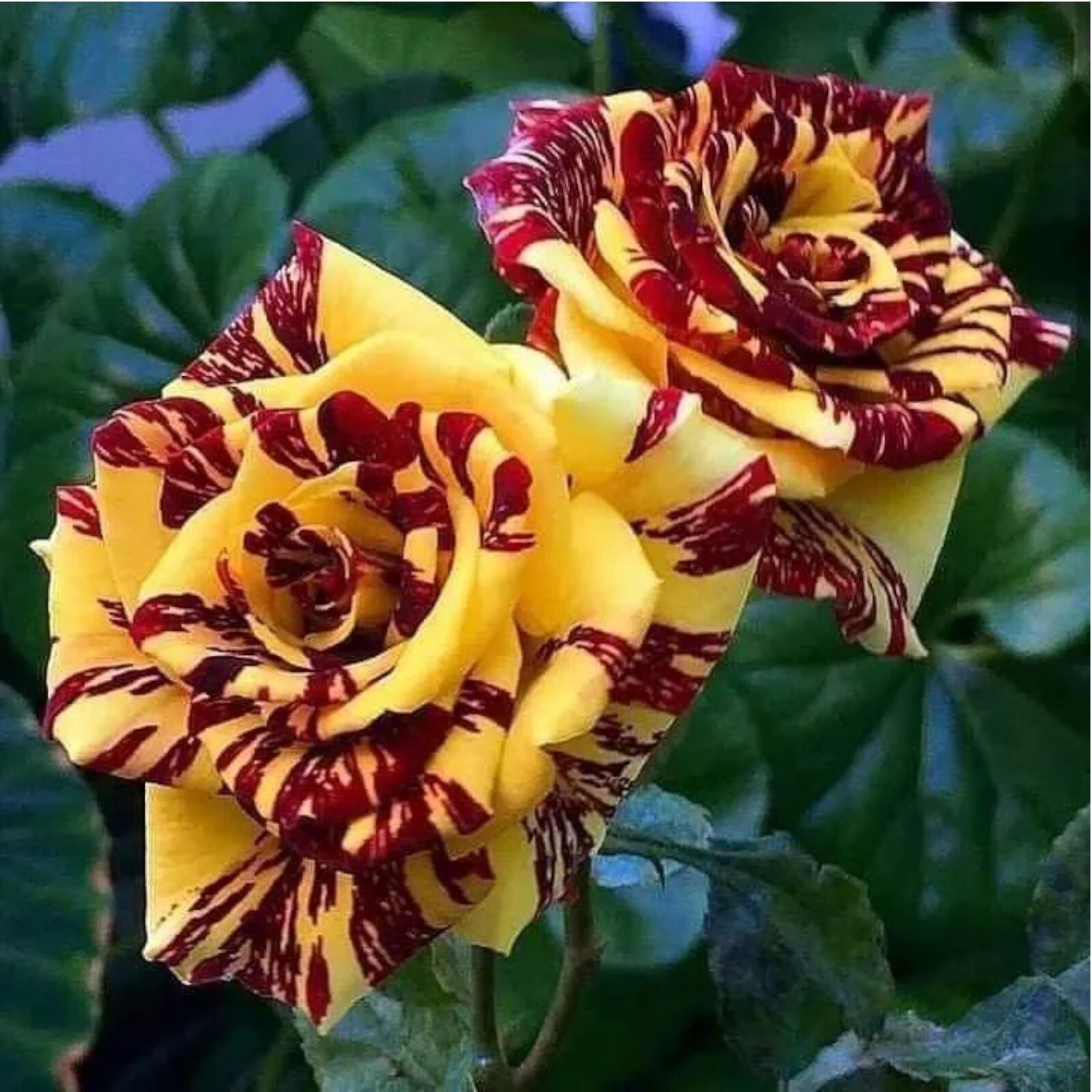 20pcs Tea Rose ‘Dragon Tiger’ Seeds – Fragrant, Vibrant Blooms for Gardeners
