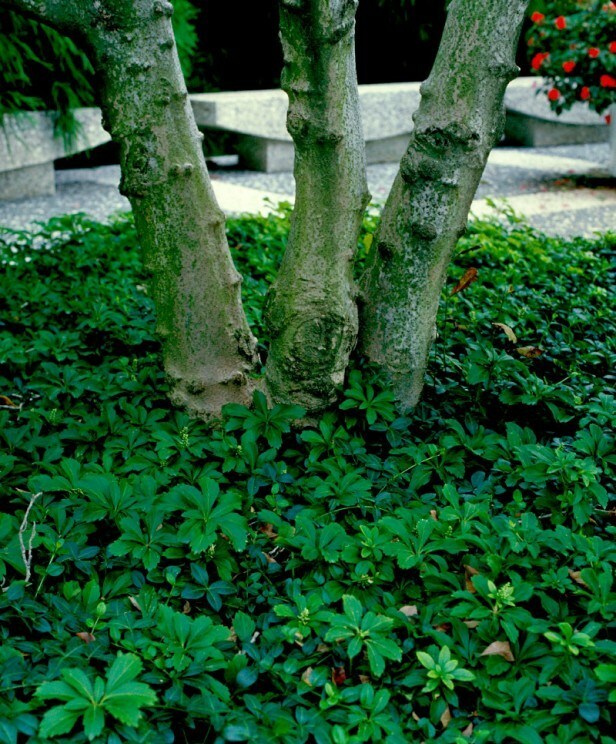 10 Pachysandra procumbens ~Native ground cover~Winter Hardy~Rooted Cuttings