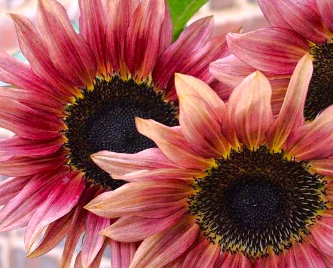ProCut Ruby Eclipse Sunflower Seeds | Pink Red F1 Flower Seed 2024 Fast Shipping