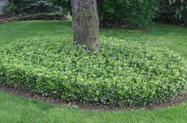 10 Pachysandra procumbens ~Native ground cover~Winter Hardy~Rooted Cuttings