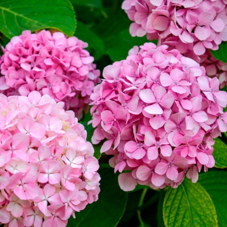 Pink Hydrangea Live Plant – 6-12″ Tall – 1 Quart Pot – Dwarf – Zones 5-9