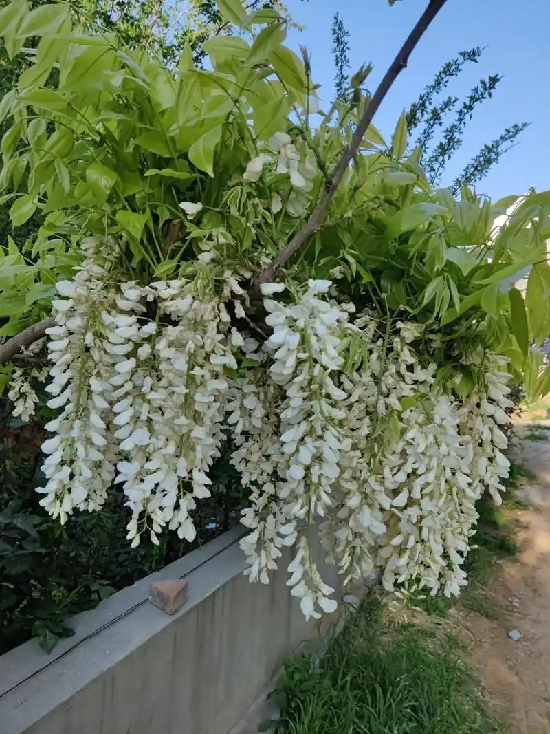 10 Pcs Japanese White Wisteria Sinensis Seeds for Landscaping or Bonsai Planting