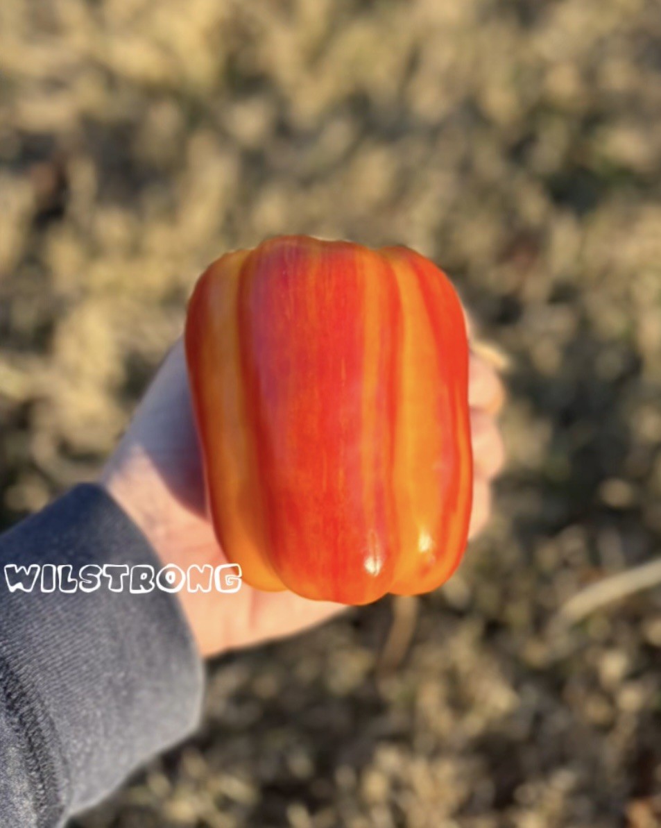 ALOHA BELL PEPPER SEEDS! 100+ SEEDS