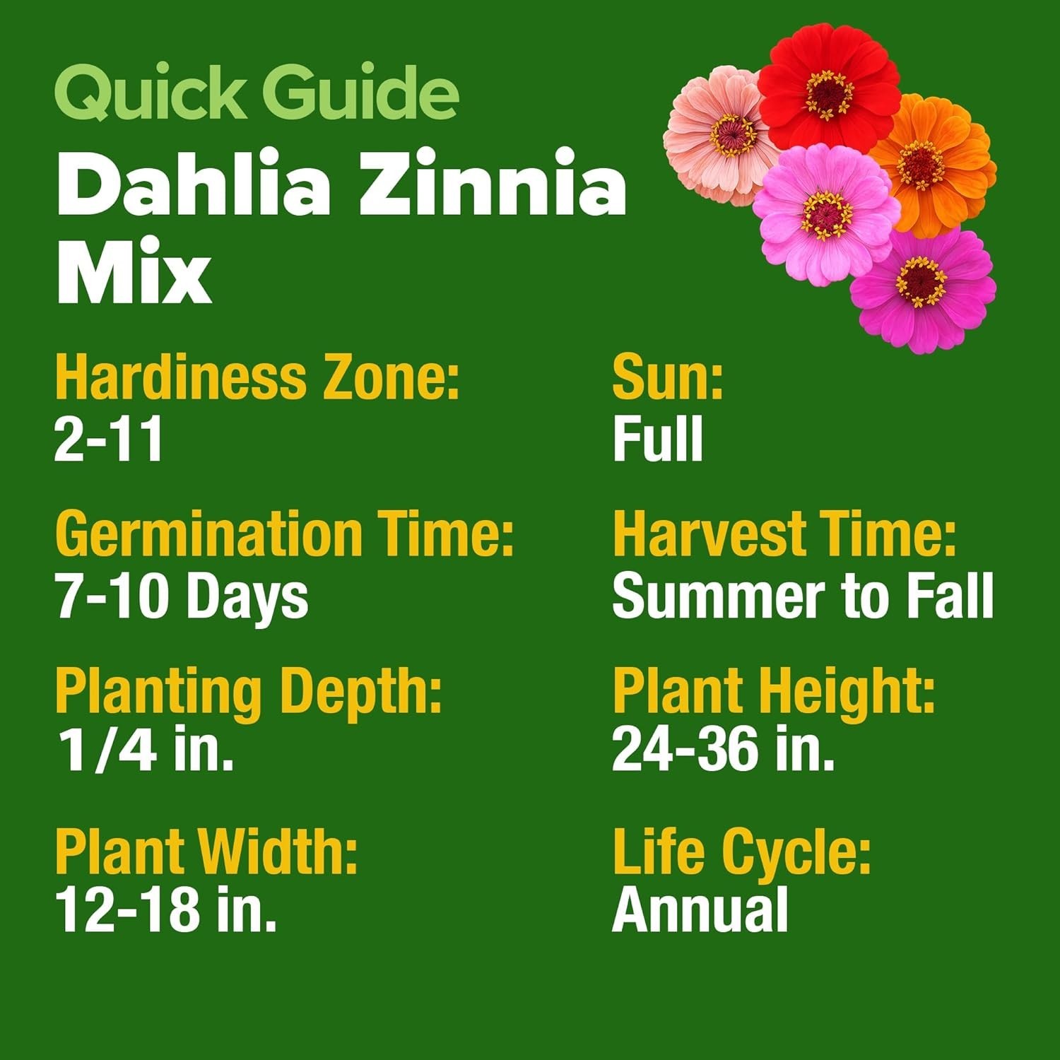 Pollinator Garden Essential: 524 Zinnia Dahlia Seeds with High Germination Rate