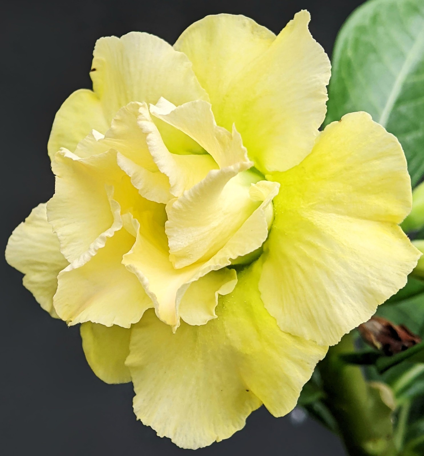 100 Desert Rose Seeds for Planting Mixed Color Ready Adenium Seeds, Natural